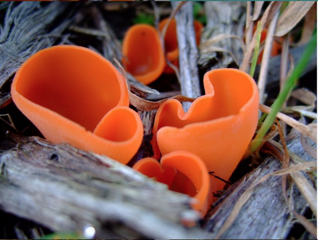 Fungus in the garden