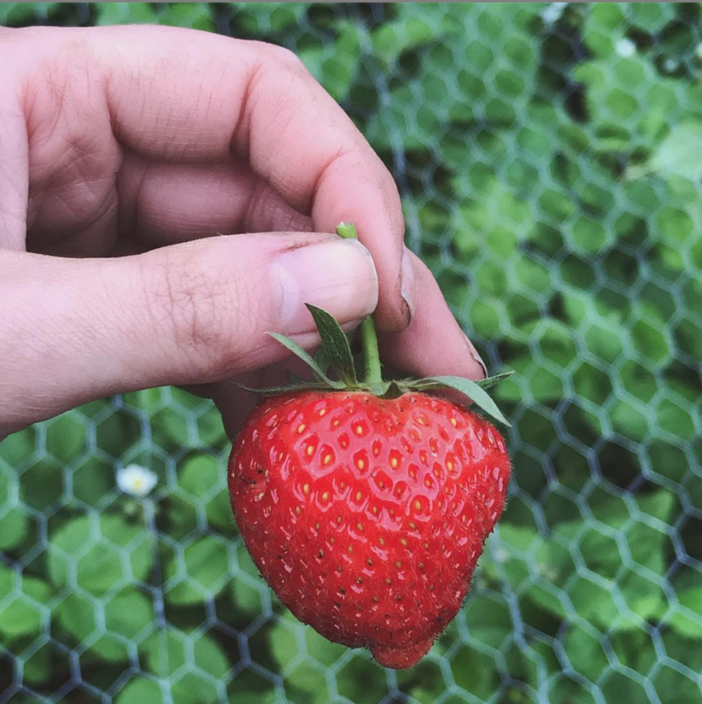 Gardening with baking soda with caption