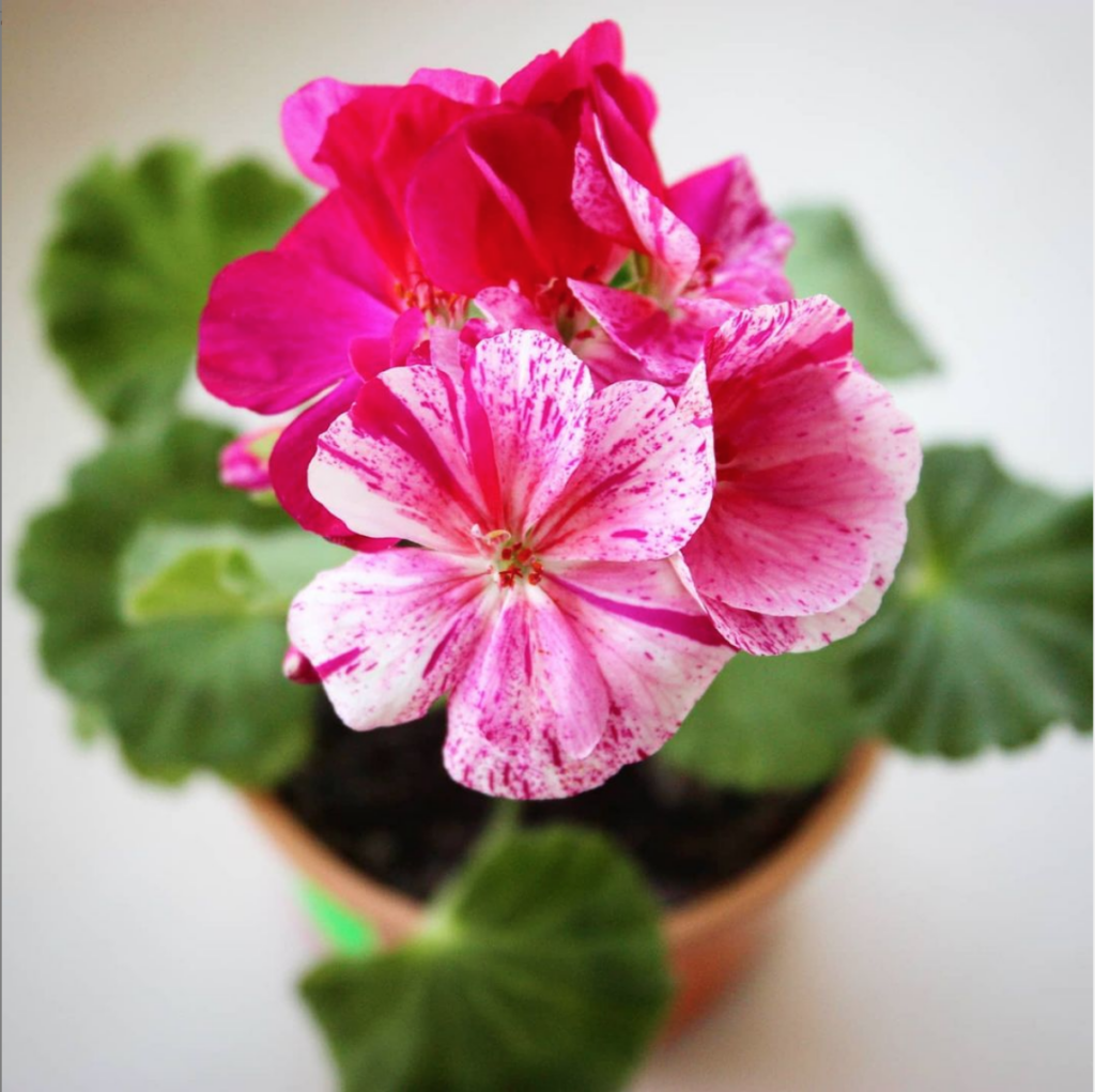 Geranium in the garden