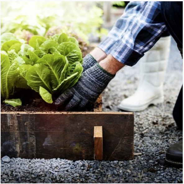 Victory garden with caption