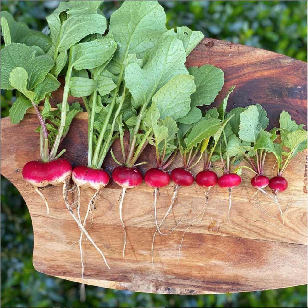 Organic radishes